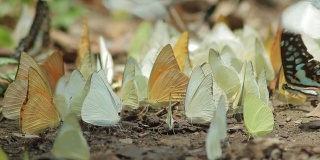一群蝴蝶在大自然中谋生
