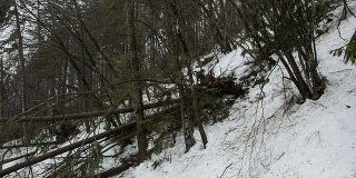 冰暴后倒下的云杉