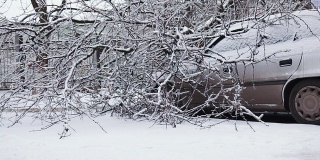 汽车在倒下的树在冬天