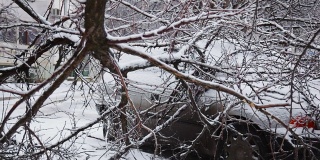 汽车在倒下的树在冬天