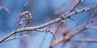 冰覆盖的灌木树枝