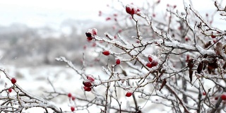 美丽的红玫瑰臀部在冬天霜冻