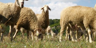 一群凝视着牧场的绵羊和公羊