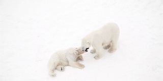 北极熊幼崽