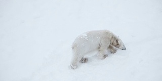 雪中的小熊