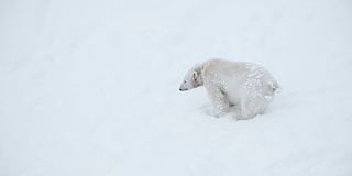 雪中的小熊