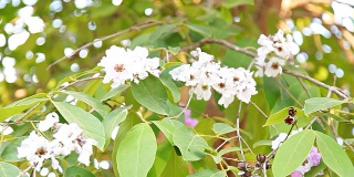 HD多莉:白色的花盛开在树上。