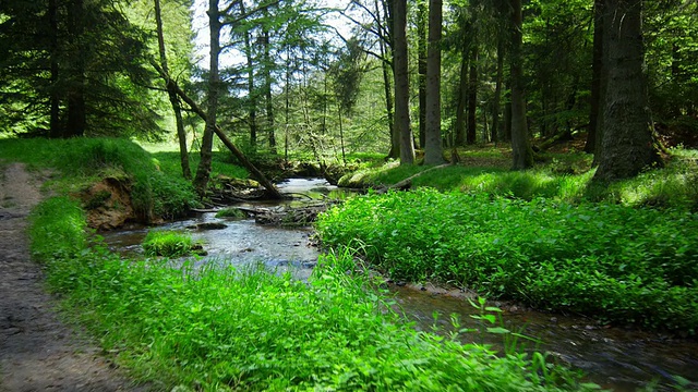 带小溪穿过森林的万向节(4K/超高清到高清)