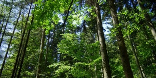 万向节向上看春天的森林树顶(4K/超高清到高清)