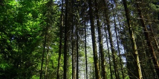 万向节向上看春天的森林树顶(4K/超高清到高清)