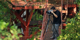 野生动物摄影师拍摄的鸟在热带雨林