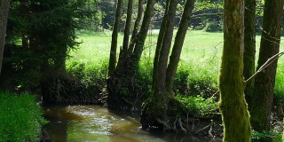 小溪流在森林边缘跟踪拍摄(4K/超高清到高清)