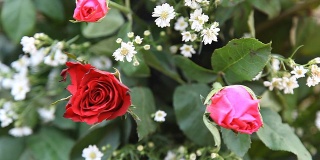 HD多莉:玫瑰花束
