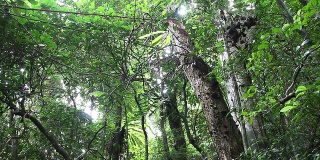 高清视频浓密的雨林诺西曼加布岛保护区马达加斯加