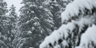 雪花落在云杉上