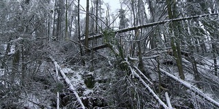 清除被雨夹雪留下的折断的树