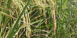 蜻蜓大米。