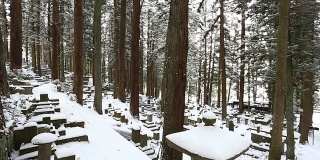 美丽的冬天森林
