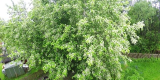 鸟的樱桃树