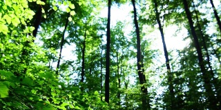 春天森林的万向节太阳穿过树梢(4K/超高清到高清)