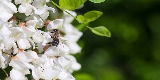 蜜蜂从刺槐花上采集花蜜。