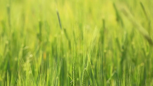 风吹小麦