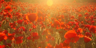 日落时一片红色的罂粟田