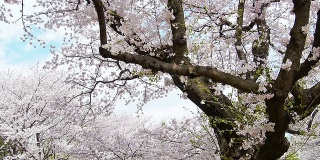 盛开的老樱桃树。1080便士。