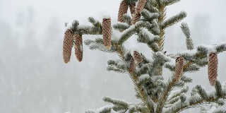 雪中的松树和松果