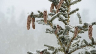 雪中的松树和松果视频素材模板下载