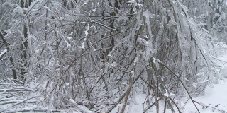 冰暴后树枝下垂