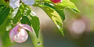 雨点从苹果花上滴下