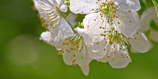 雨点从樱花滴下