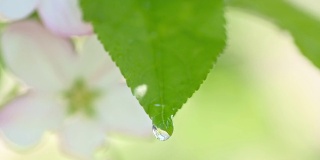 SLO MO微微的水滴从树叶上滴下