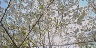 SLO MO盛开的樱桃树对太阳