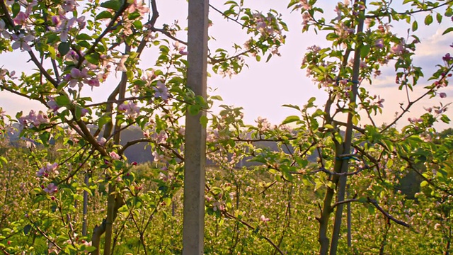 日出时分的梯田苹果园