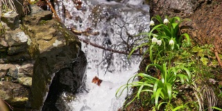 SLO MO雪花莲生长在一个快速的小溪