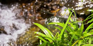 SLO MO雪花莲生长在小溪