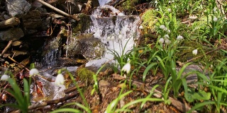 雪花莲沿着小溪生长