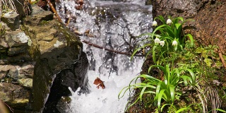 SLO MO雪花莲生长在一个快速的小溪