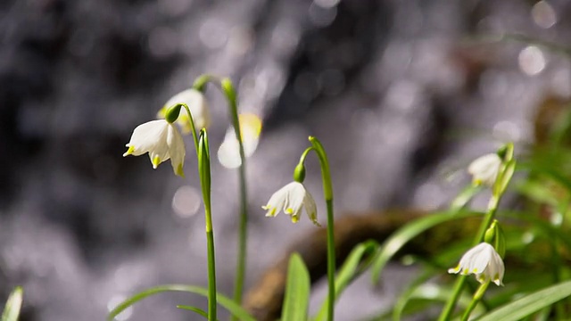 SLO MO雪花莲小溪边