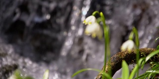 小溪边的雪花莲