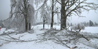 冰风暴对树木的伤害