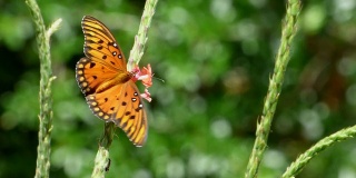 橙色斑点蝴蝶特写，进食粉红色的花孤立在一个绿色的背景