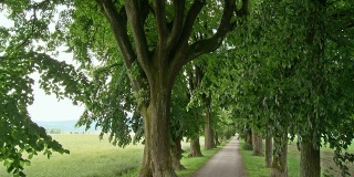 HD CRANE:公园里的绿树