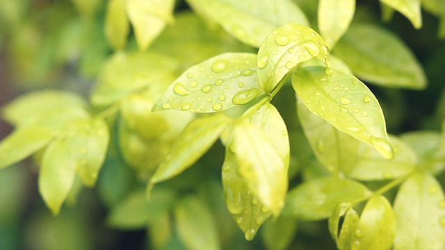 雨后的树叶