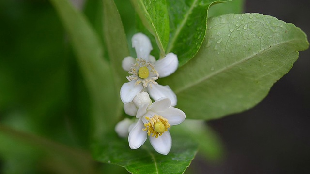 酸橙花