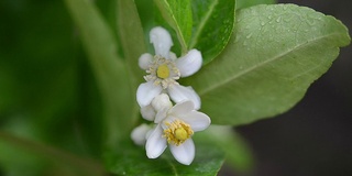 酸橙花