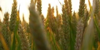 HD CRANE:日落时分的小麦穗