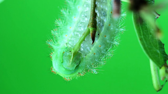 绿毛虫吃叶子
